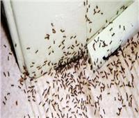 في الصيف| طرق طبيعية لطرد النمل من المنزل  