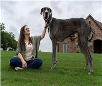 «زوس».. أطول كلب في العالم يدخل موسوعة جينيس