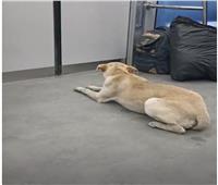 متحدث مترو الأنفاق يكشف تفاصيل فيديو «الكلب الضال» داخل أحد القطارات
