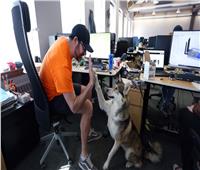 للحد من التوتر في العمل.. كلاب ترافق أصحابها إلى مكاتبهم في كندا| صور
