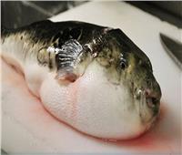 باحثة بتكنولوجيا الغذاء تكشف خطورة السمكة الأرنب السامة |فيديو
