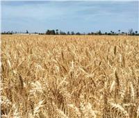 نقيب الفلاحين: العام الحالي هو الأفضل إنتاجية وجودة لمحصول القمح