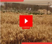 فيديوجراف| «زيادة القمح».. الطاقة الذرية تواجه التغيرات المناخية