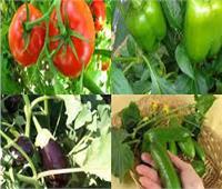 الزراعة: توصيات هامة لمزارعي محاصيل الخضر بالإسماعيلية 