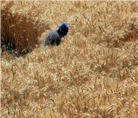 «دعم المزارعين وإنشاء الصوامع».. كيف أمنت الدولة مخزون القمح الاستراتيجي؟ | فيديو