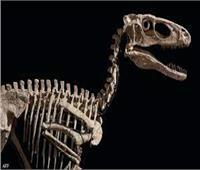 عمره 110 مليون سنة.. بيع هيكل عظمي لـ«ديناصور» بمبلغ فلكي
