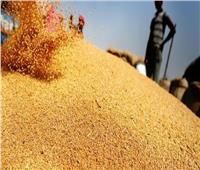 الحجر الزراعي: القمح الهندي أفضل من الروسي والأوكراني