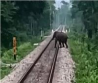 براعة سائق قطار هندي تنقذ قطيع أفيال من الموت