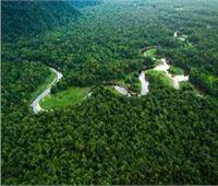 غابات العالم تتقلص بمعدل سريع كاشفة عن تدهور بيئي ضخم