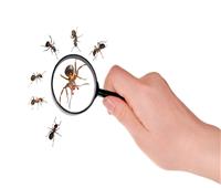 أبرز الحيل السحرية للتخلص من النمل