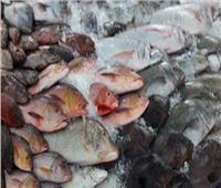 استقرار أسعار الأسماك في سوق العبور الأربعاء 18 مايو