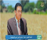 وكيل وزارة الزراعة بالمنوفية: نزرع 117 ألف فدان بالقمح |فيديو 