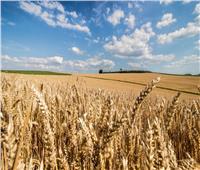 تراجع أسعار القمح عالميًا.. و«التموين»: عقد اتفاقات مباشرة مع الموردين