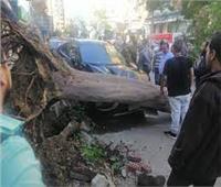شلل مروري بشارع أحمد عرابي بعد سقوط شجرة