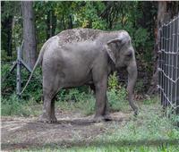 معركة قانونية في نيويورك لتخليص "الفيلة هابي" من "الاعتقال التعسفي"