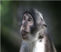 أمريكا تعلن تسجيل أول حالة إصابة بجدري القرود في 2022