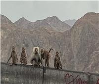 القرود «تغزو» منطقة سعودية.. ما السبب؟