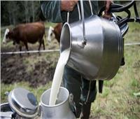نقيب الزراعيين: إنتاجية ألبان الماشية المستوردة 35 كيلو في اليوم
