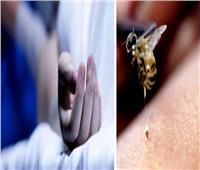 مصرع ربة منزل بالمنوفية بسبب «لدغة نحلة»