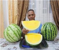أول مصرى ينتج البطيخ «اللابذرى».. وخطه لتصديره للأسواق العالمية | خاص