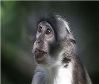 استاذ مناعة يقدم نصائح للوقاية من جدري القرود: «ارتدوا الكمامة»