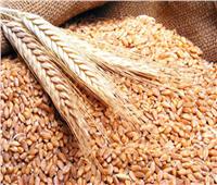 «المحاصيل الحقلية»: الدولة تستهدف تحقيق 70% زيادة في إنتاجية القمح | فيديو