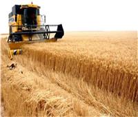 متحدث الزراعة يكشف أسباب زيادة إنتاجية فدان القمح لـ25 أردبًا |فيديو 