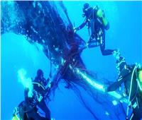 إنقاذ حوت عملاق علق في شبكة عائمة لصيد الأسماك في أسبانيا