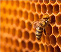 انفوجراف.. مصر الأولى عالميًّا في تصدير طرود النحل الحي