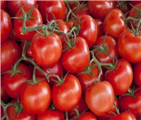 توصيات هامة لمزارعي الطماطم عروة مايو