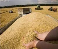 «الزراعة» تكشف عن أعلى المحافظات إنتاجًا للقمح