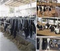 خطة لإحلال ٢ مليون رأس ماشية بأخرى مستوردة لزيادة الإنتاج والألبان
