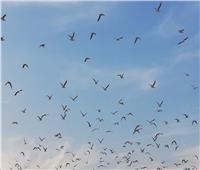 رئيس جهاز شئون البيئة: الطيور سفراء عالميين للطبيعة