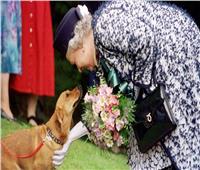 لإحياء ذكري اليوبيل البلاتيني للملكة إليزابيث.. أصحاب «كلاب فصيل كورجي» يحتفلون به في كندا