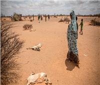 وكالات إغاثة: شبح المجاعة يخيم على منطقة القرن الإفريقي بعد 4 مواسم جفاف‎‎