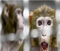 علماء يقدمون التسلسل الجيني الأول من سويسرا لـ«جدري القردة» 