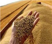 تراجع أسعار القمح عالميًا.. و«التموين» تواصل استلام المحصول المحلي 