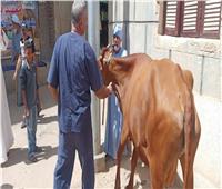 الزراعة: علاج 3500 رأس ماشية ضمن مبادرة حياة كريمة بقنا