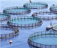 أسامة ربيع: ناتج الاستزراع السمكي سيوجه للاستهلاك المحلي للحفاظ على الأسعار 