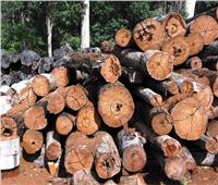 تراجع العقود الأجلة للاخشاب إلى 604.50 دولار لكل 1000 قدم لوح