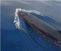 ظهور الدولفين «القاتل الكاذب» مجددًا بشواطئ الغردقة