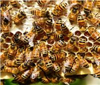خبير : السوق السوداء والسماسرة يهددون «عرش مصر» فى صناعة النحل والأعسال عالميا 