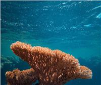 علماء يتمكنون من سماع أصوات الشعاب المرجانية