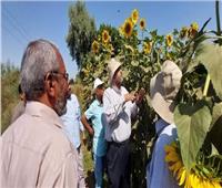 الزراعة: متابعة تقاوي محصول دوار الشمس لزيادة إنتاجية زيت الطعام |خاص
