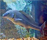 «البيطريين» تنظم ندوة لتوضيح حقيقة الشائعات حول الأسماك النيلية.. 15 يوينو