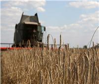 بوتين: محصول الحبوب بروسيا في العام الحالي قد يتجاوز 130 مليون طن