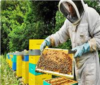 فرنسا: تغير المناخ يهدد حياة النحل في البلاد