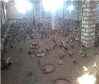 «كومبوها قرية أسيوطية» مركز تجارة البيض وتوزيع الكتاكيت في الصعيد