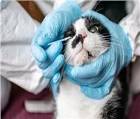دراسة: نوع جديد من فيروس كورونا تنقله القطط بالعطس