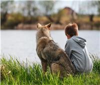 صداقة الكلاب والإنسان.. دراسة تكشف سر الوفاء